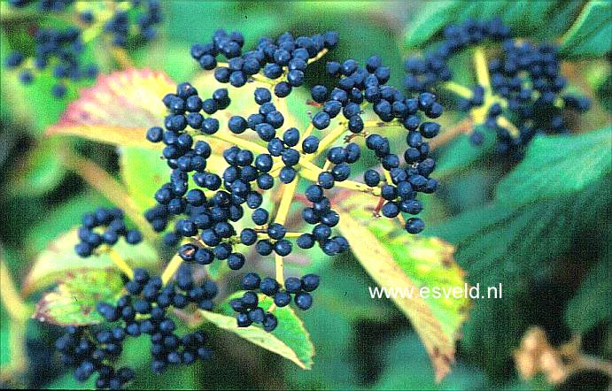 Viburnum dentatum