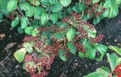Viburnum dilatatum 'Ineke'