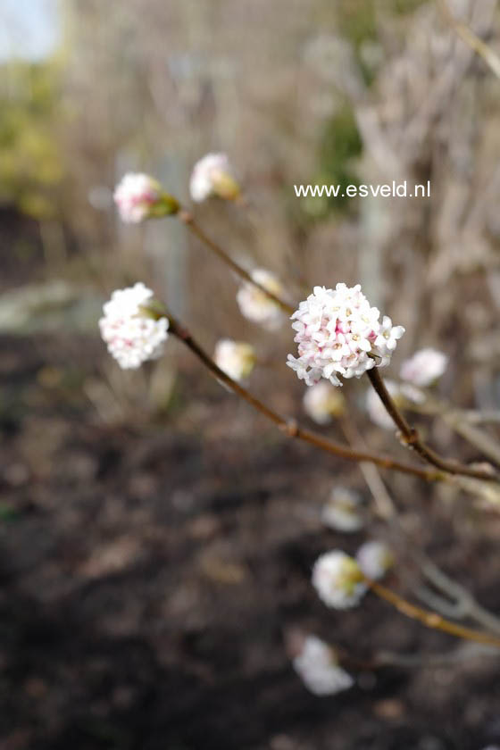 Viburnum grandiflorum