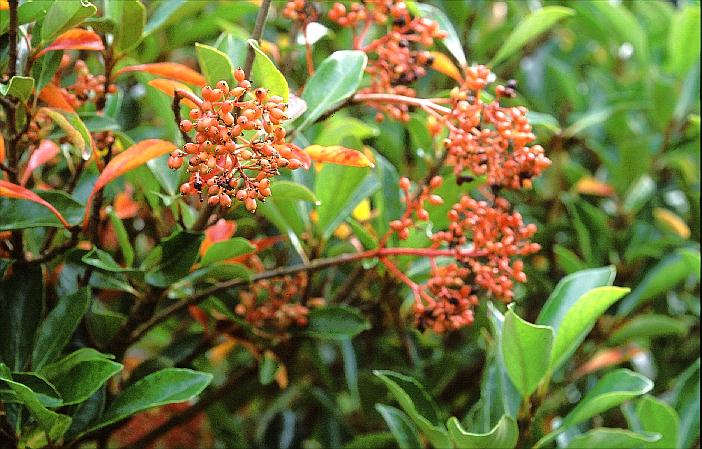 Viburnum odoratissimum 'Awabuki'