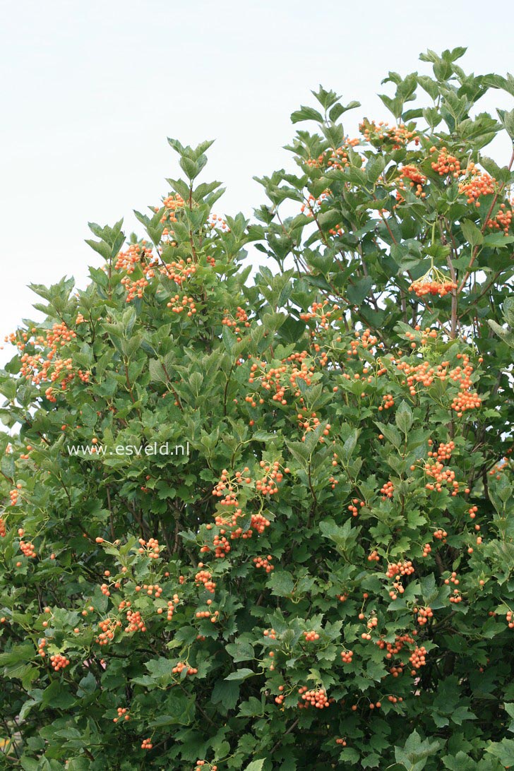 Viburnum opulus 'Xanthocarpum'