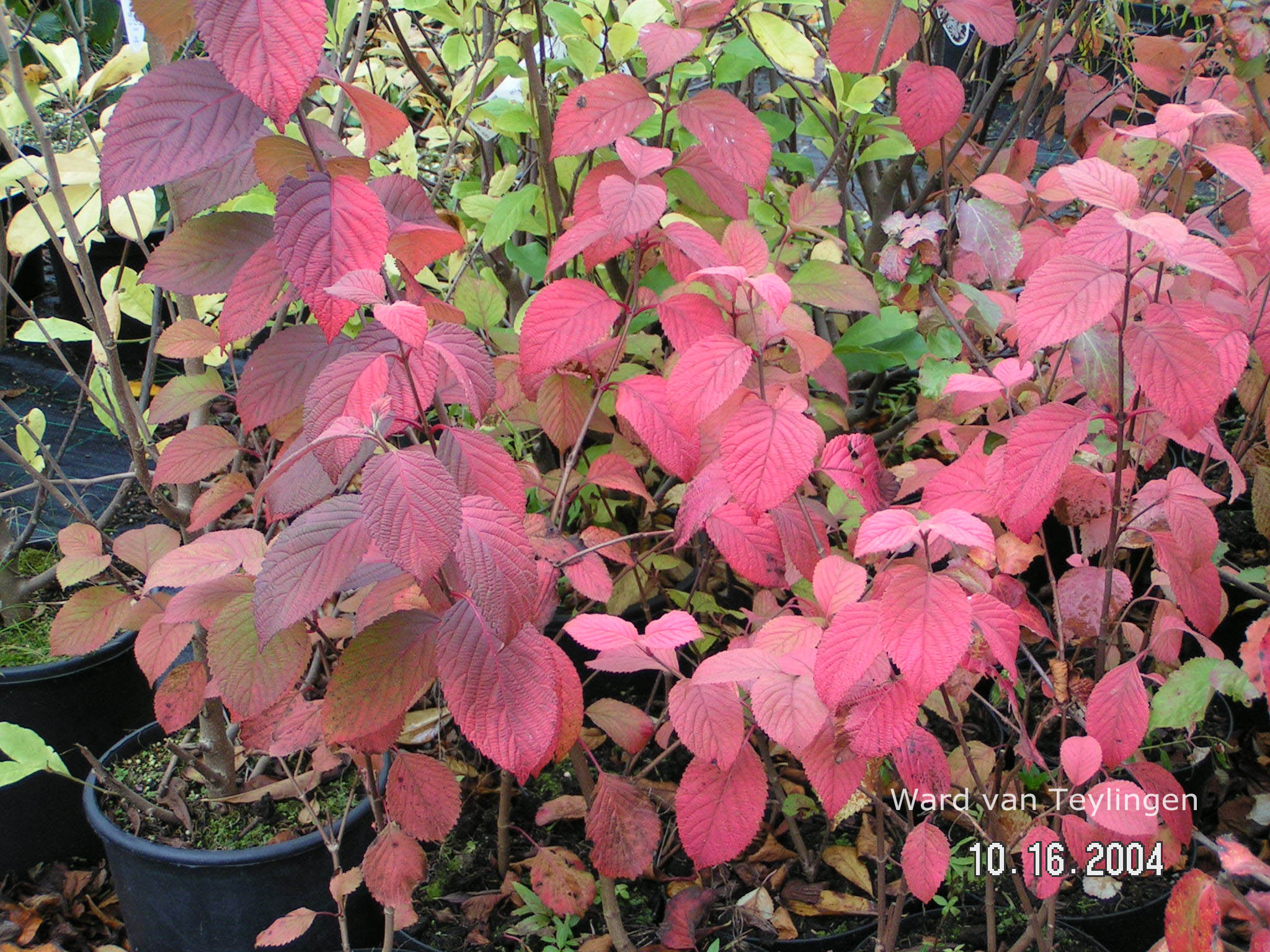 Viburnum plicatum 'Tennessee'
