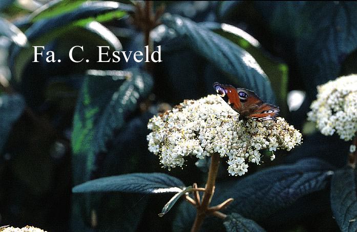 Viburnum rhytidophyllum 'Dart's Duke' (INTERDUKE)
