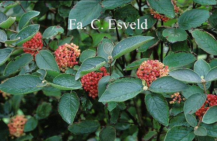 Viburnum veitchii