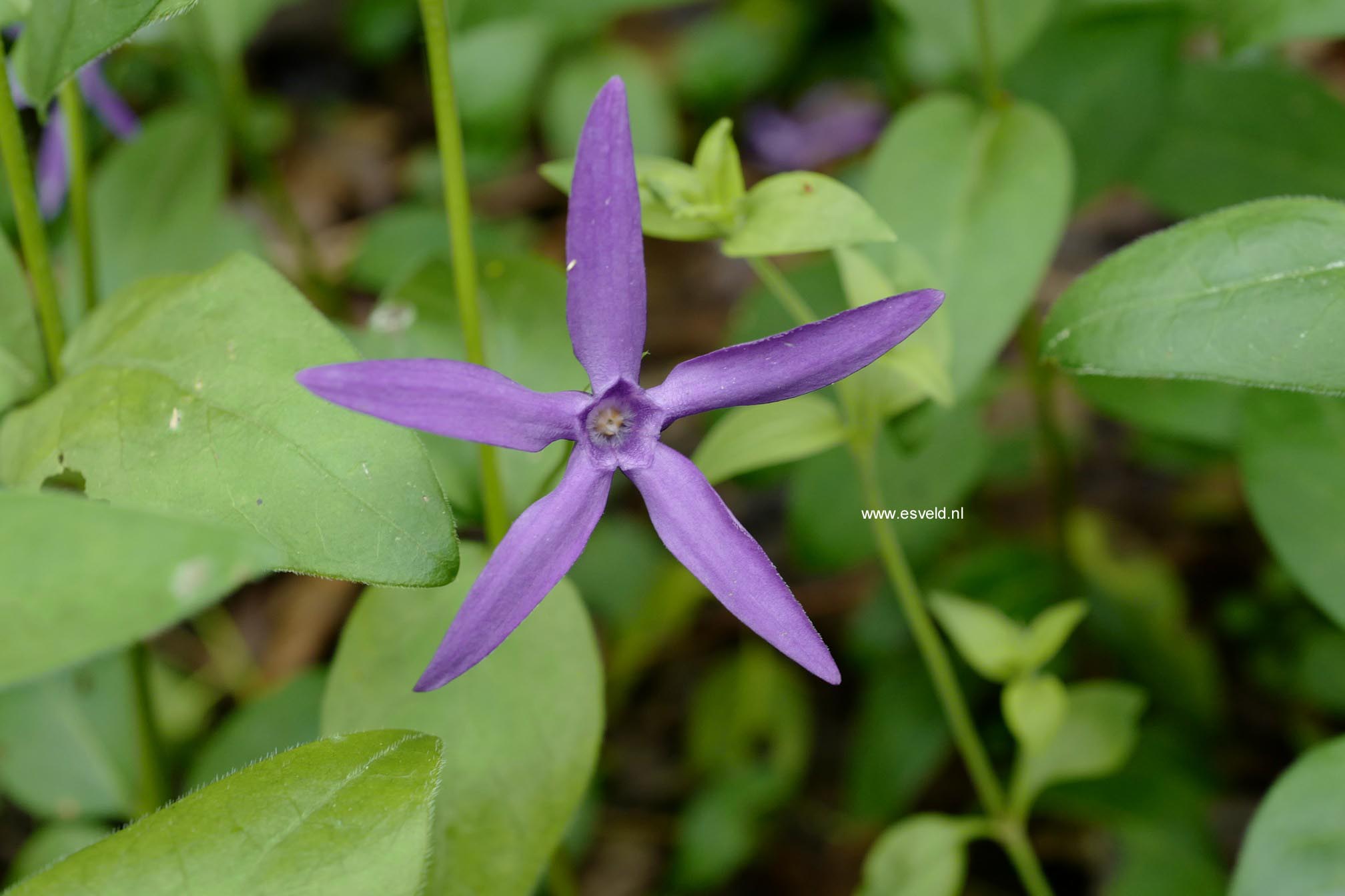 Vinca major