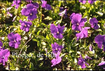 Viola 'Hansa'