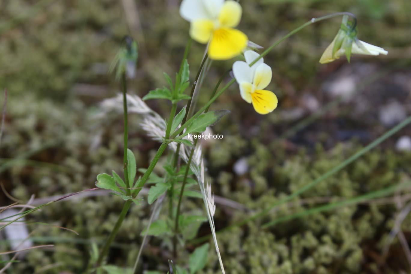 Viola cornuta