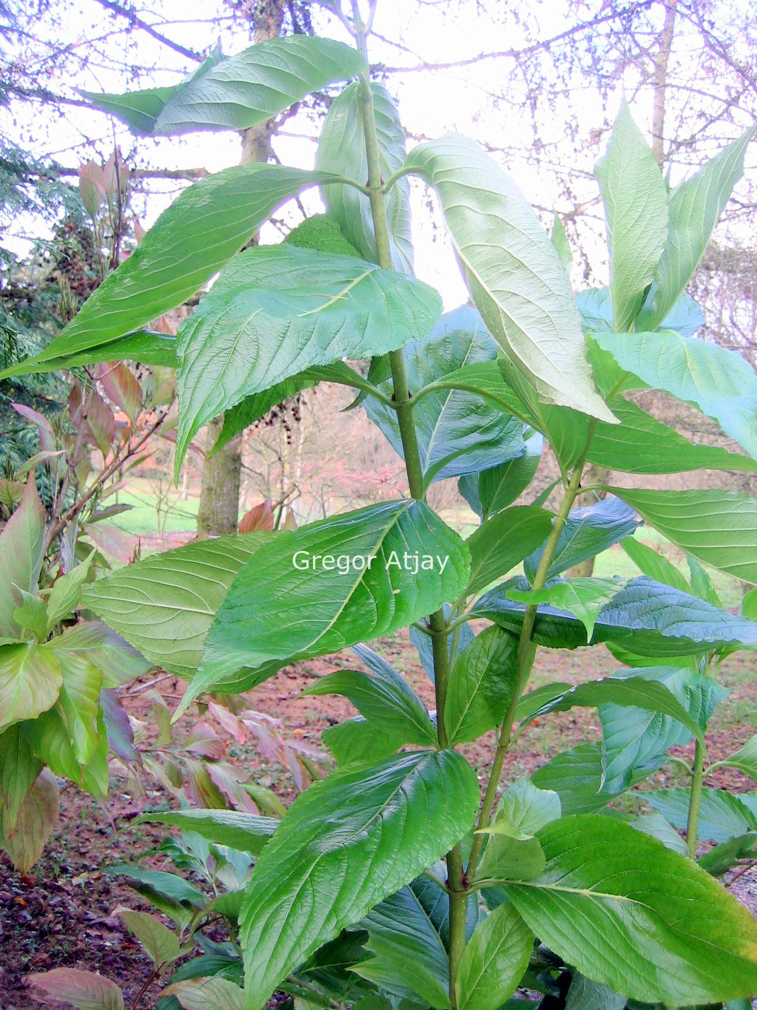 Weigela coraeensis