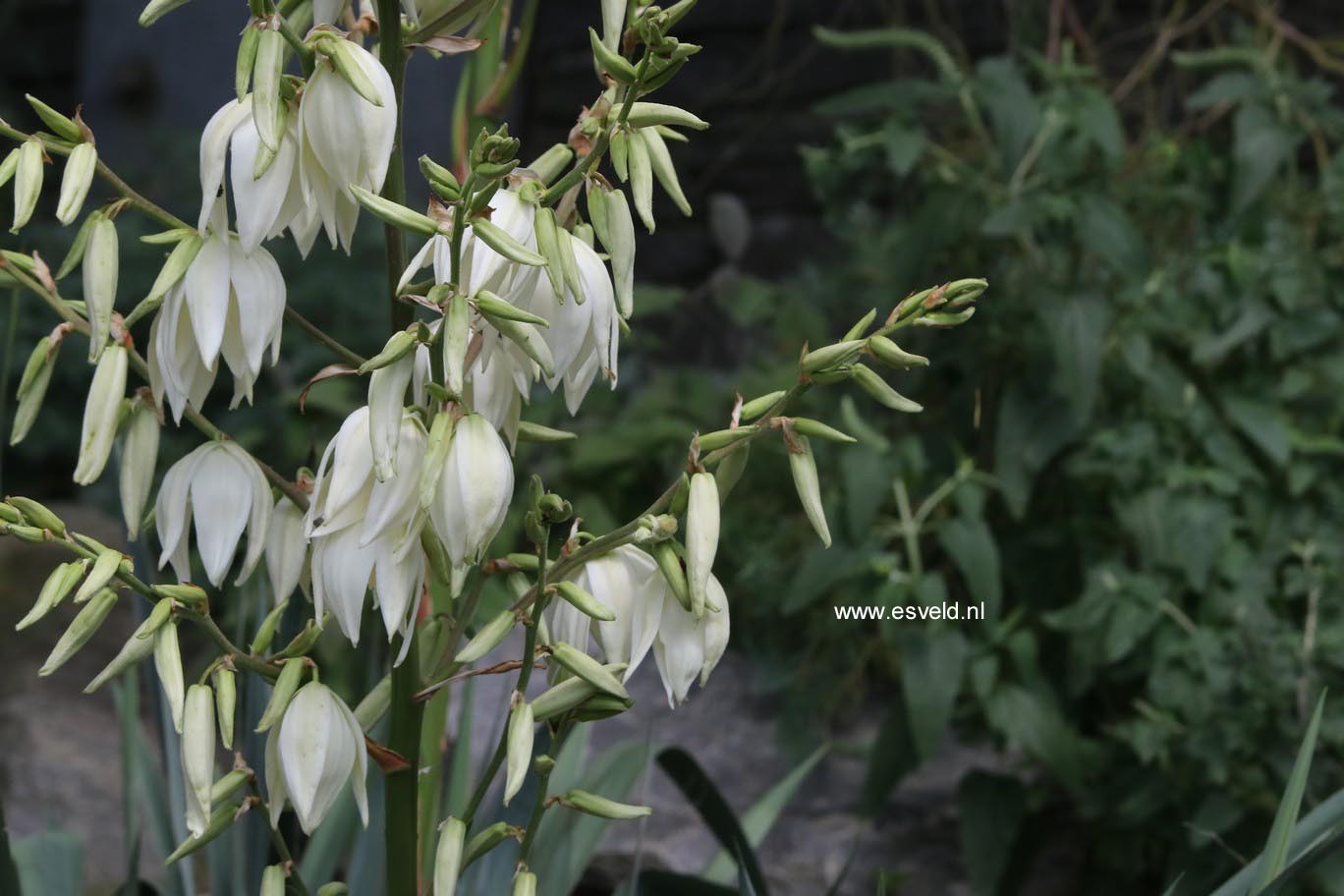 Yucca filamentosa