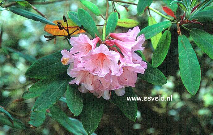 Rhododendron 'Aladdin'