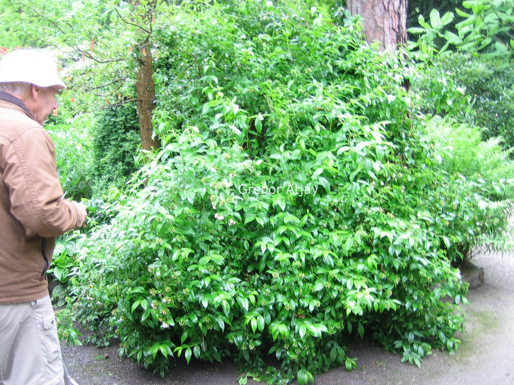 Abelia mosanensis