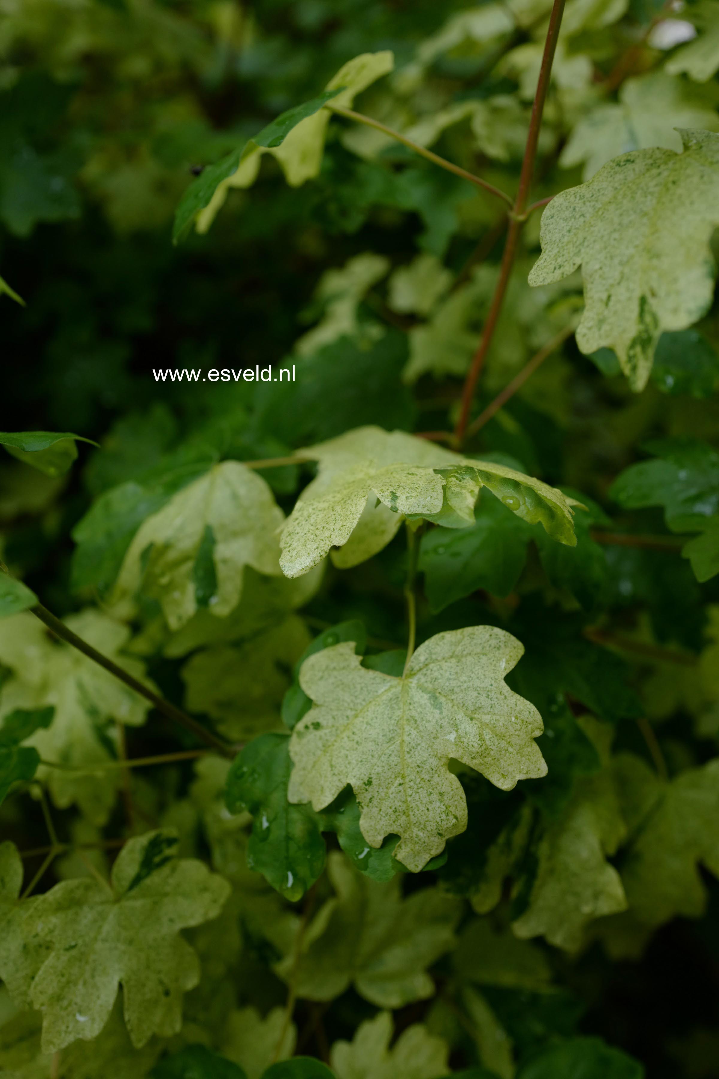 Acer campestre 'Pulverulentum'