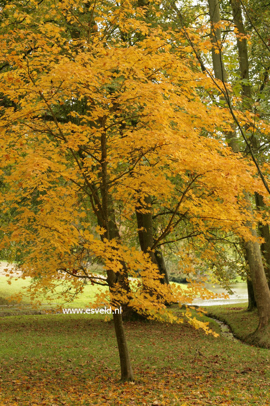 Acer cappadocicum 'Aureum'