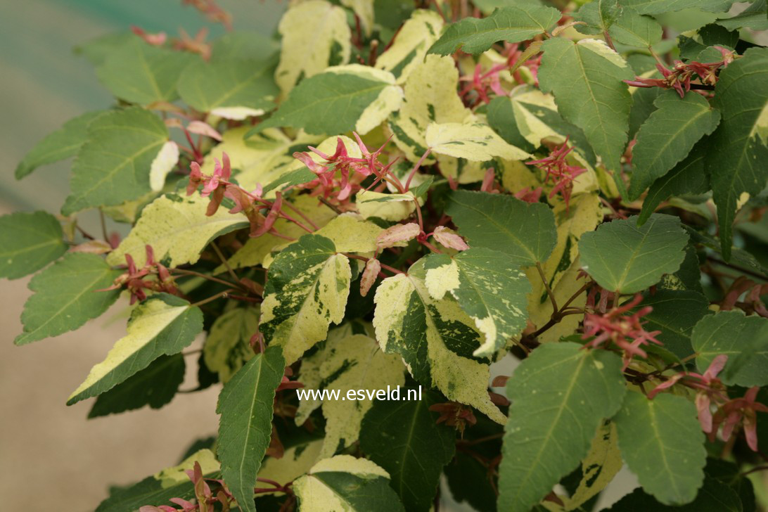 Acer crataegifolium 'Me-uri-no-ohfu'