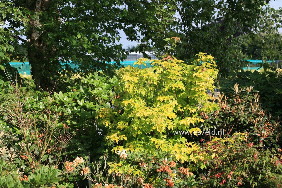 Acer hillieri 'Summergold'