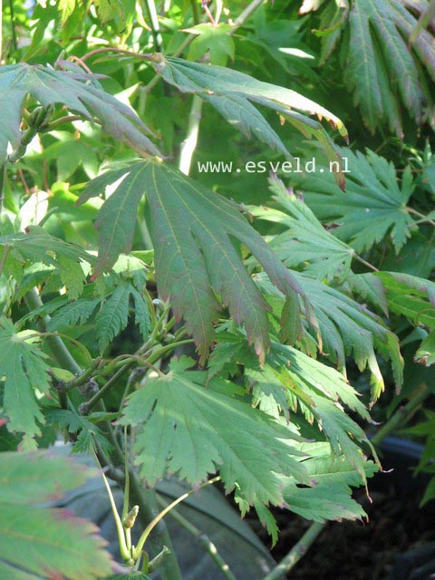 Acer japonicum 'Attaryi'