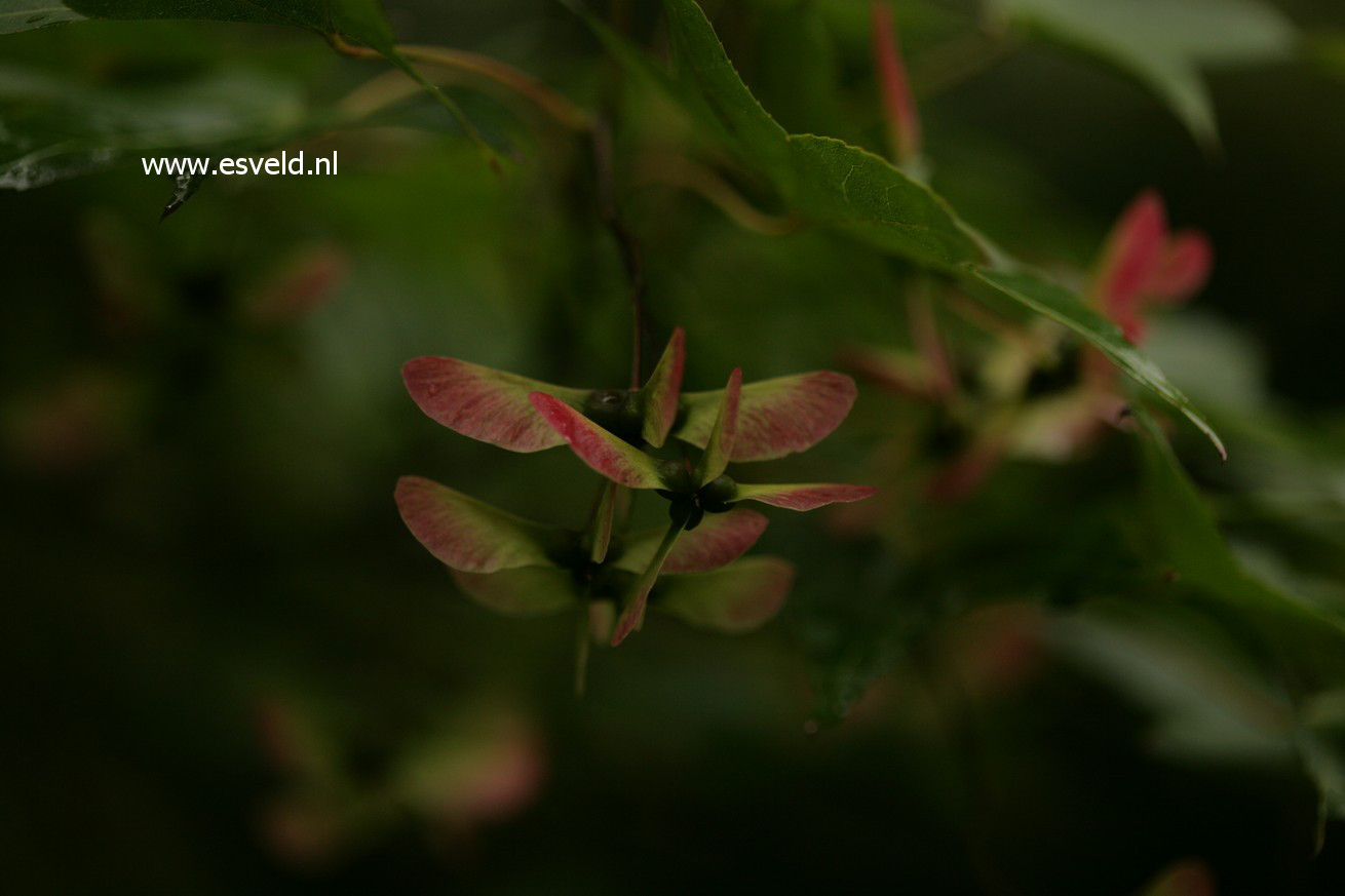Acer oliverianum