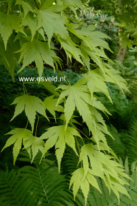 Acer palmatum 'Aureum'
