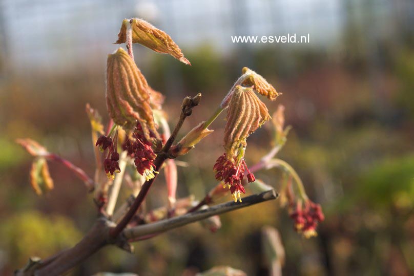 Acer palmatum 'Beni-otome'
