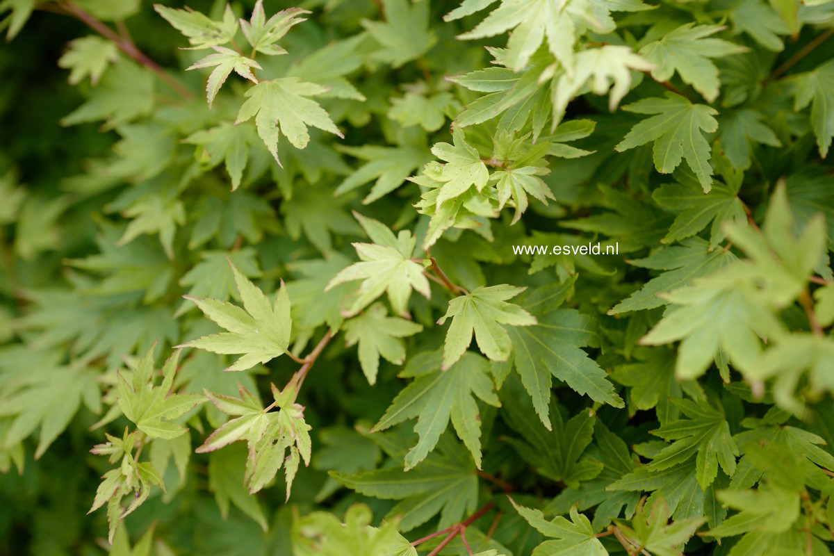 Acer palmatum 'Coonara Pygmy'