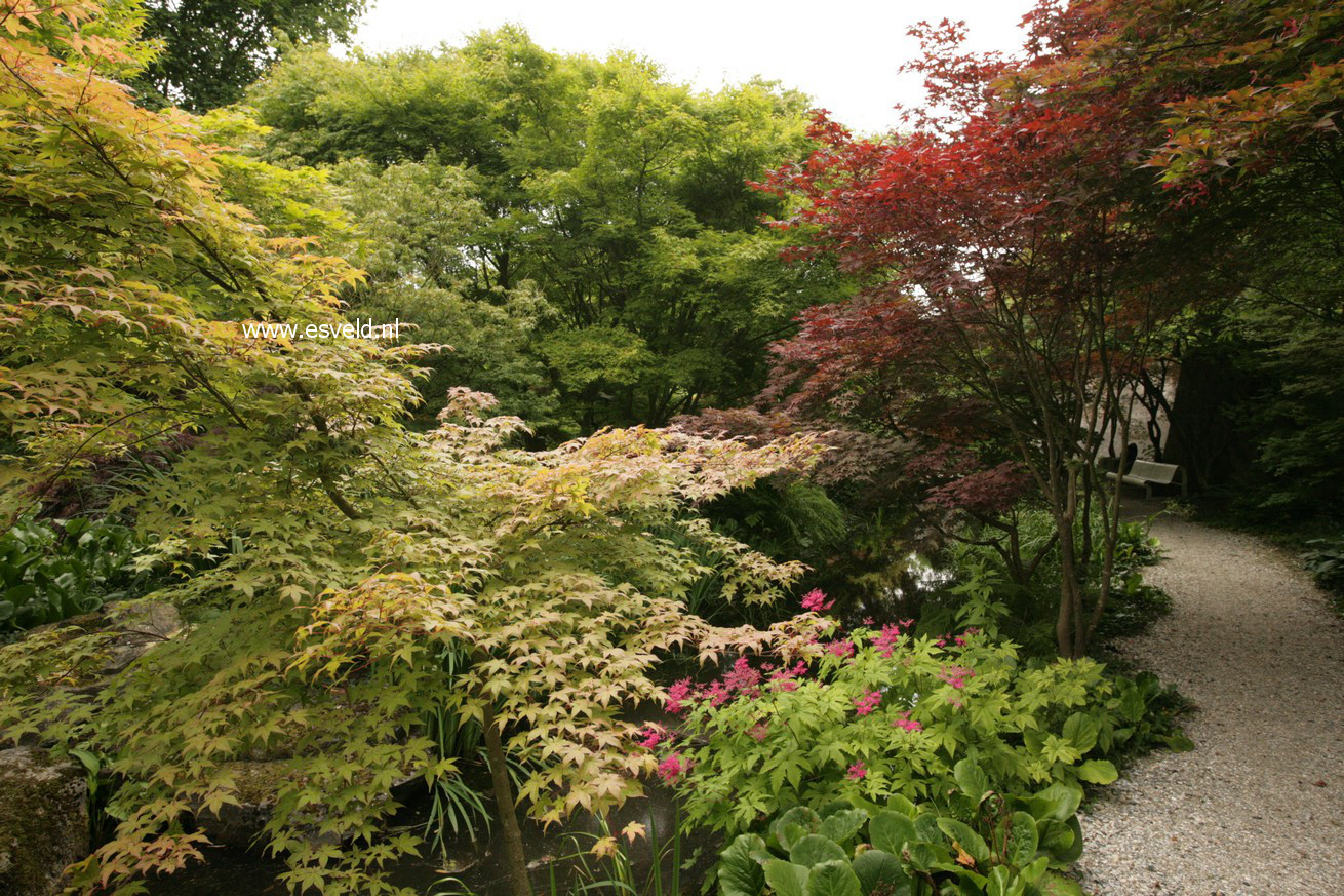 Acer palmatum 'De-shohjoh'