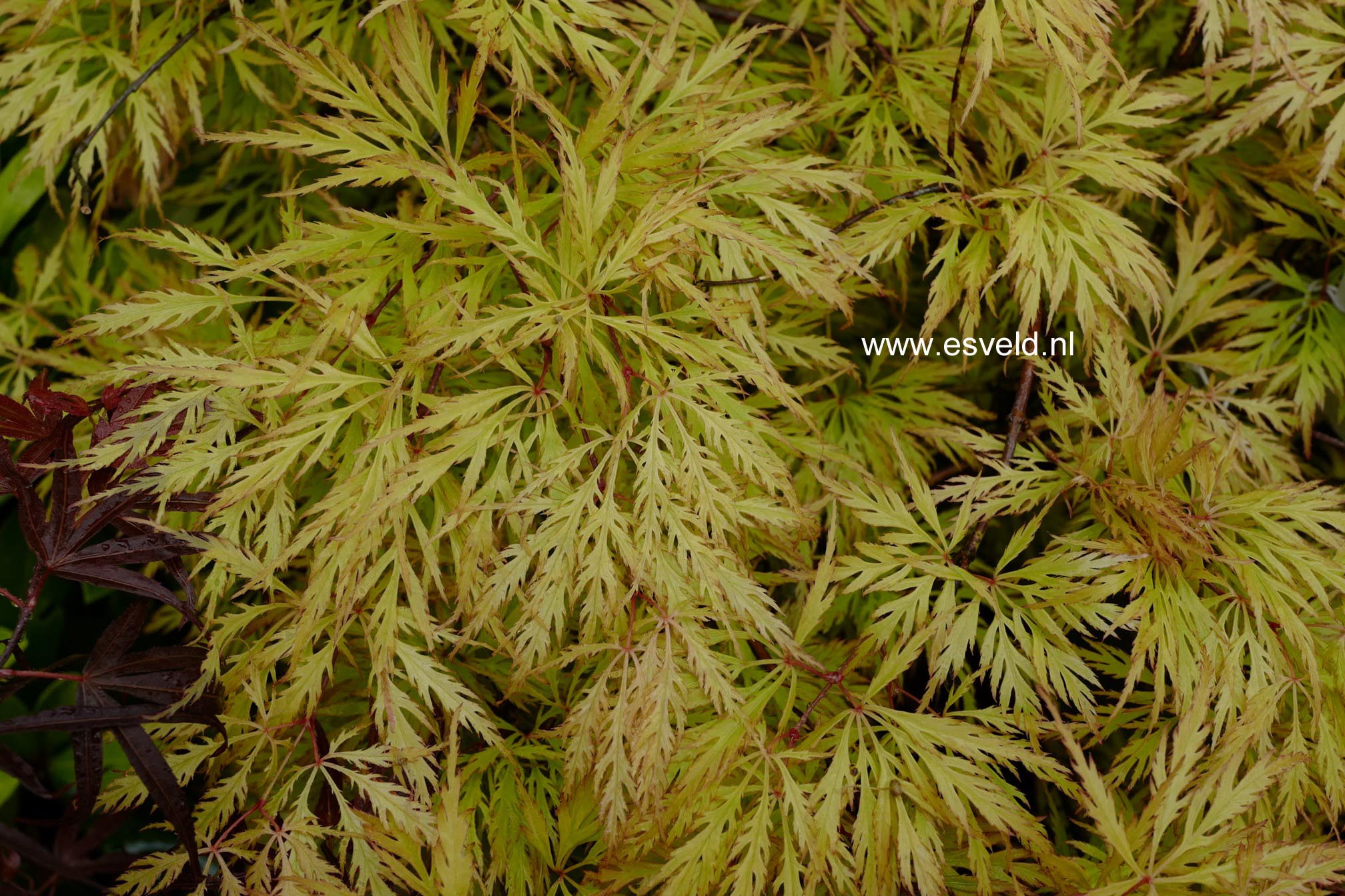 Acer palmatum 'Dissectum Flavescens'
