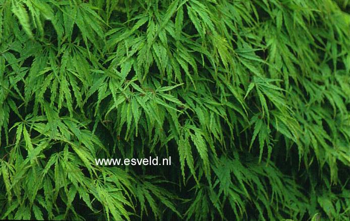 Acer palmatum 'Dissectum Paucum'