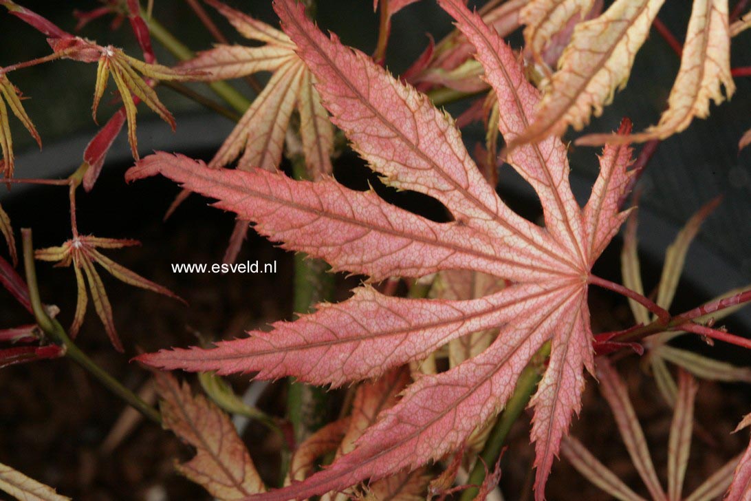 Acer palmatum 'Elmwood'