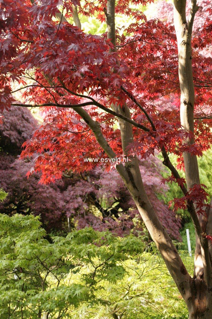 Acer palmatum 'Fireglow'