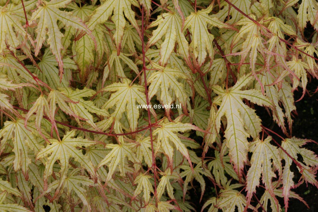 Acer palmatum 'First Ghost'
