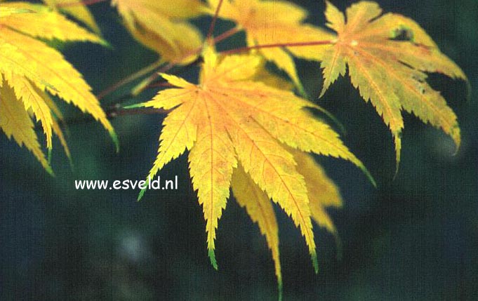 Acer palmatum 'Ki-hachijoh'