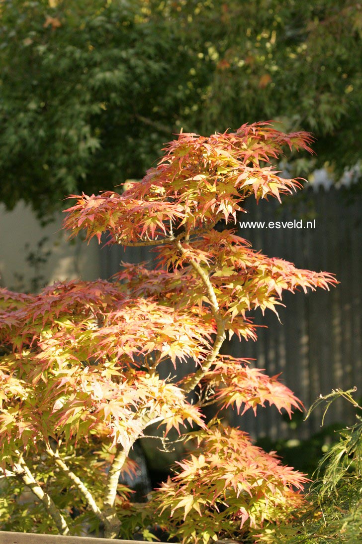 Acer palmatum 'Mikawa-yatsubusa'