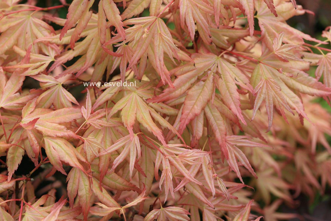 Acer palmatum 'Naniwa-beni'