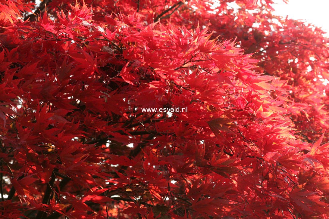 Acer palmatum 'Nicholsonii'