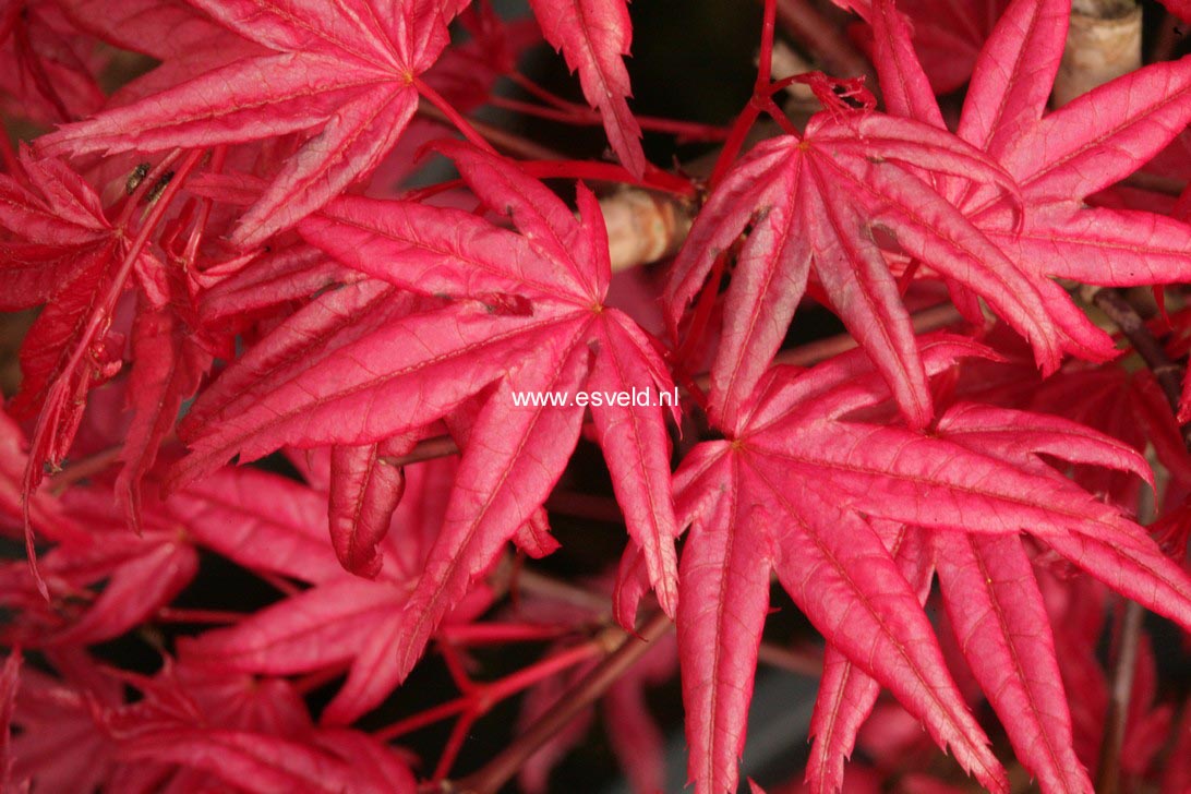 Acer palmatum 'Otome-zakura'