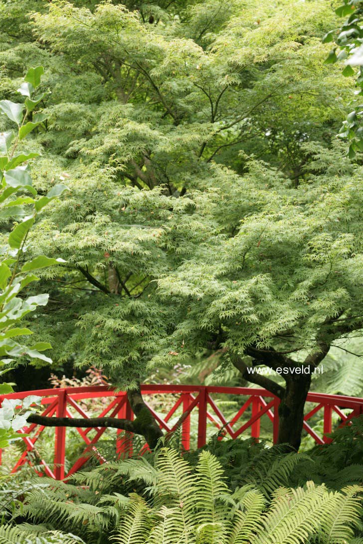 Acer palmatum 'Seiryu'