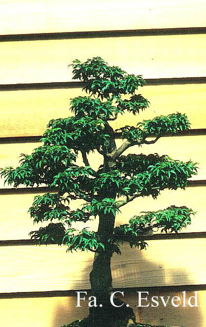 Acer palmatum 'Shishi-gashira'