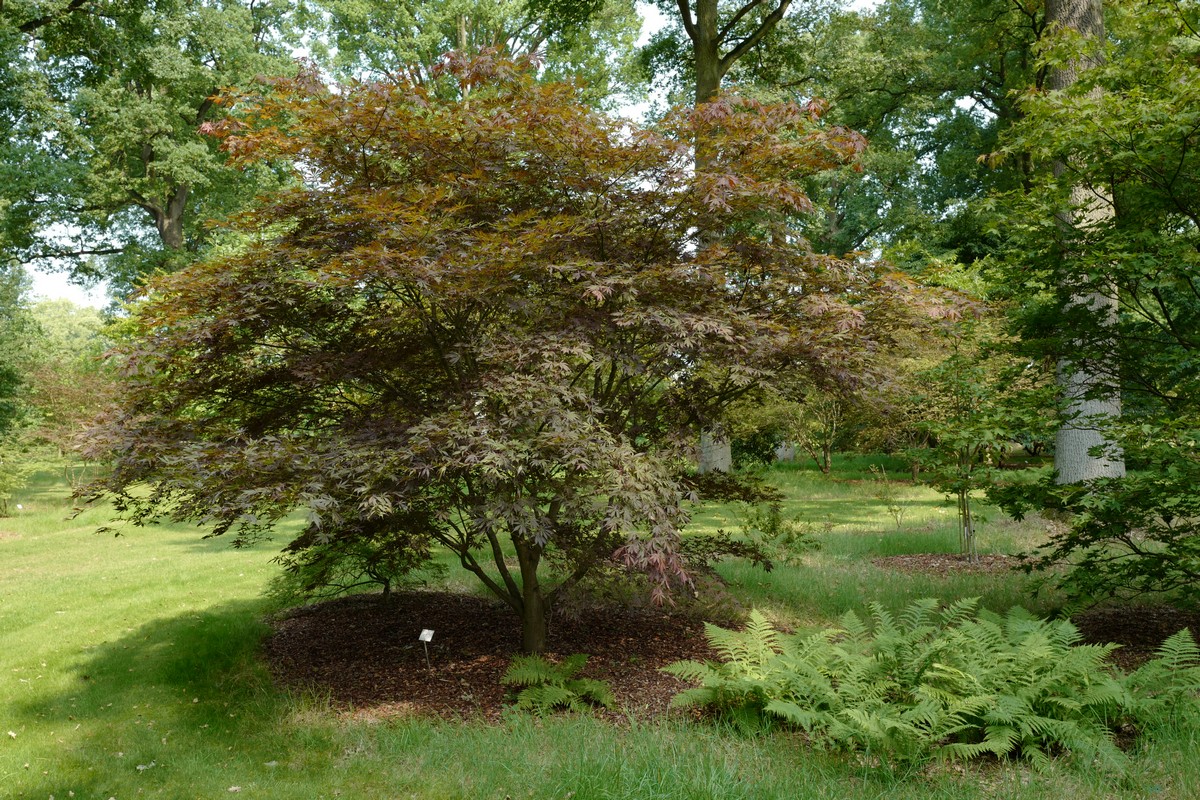 Acer palmatum 'Sumi-nagashi'