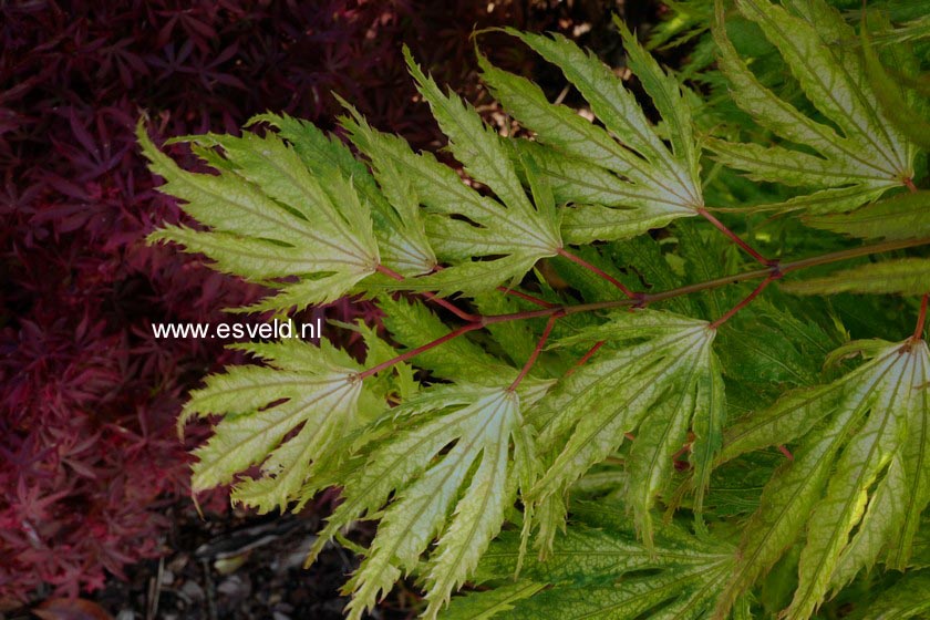 Acer palmatum 'Tiger Rose'