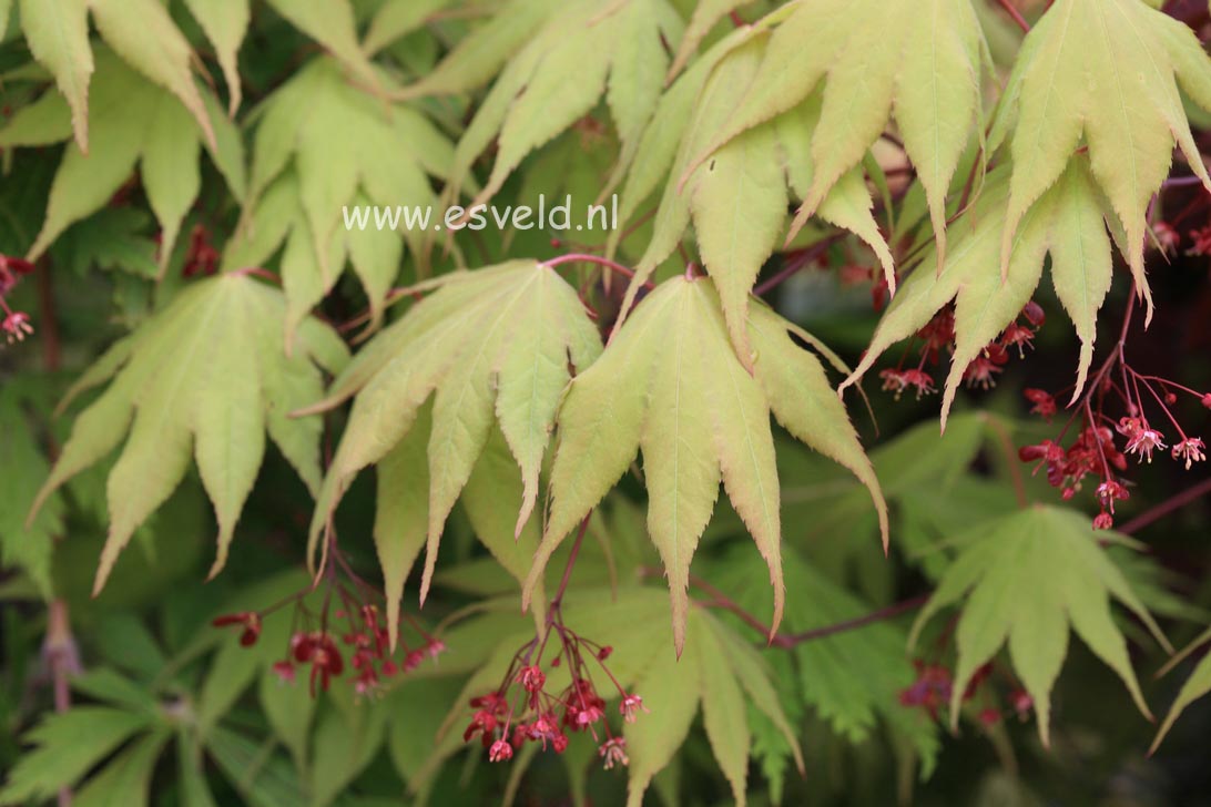 Acer palmatum 'Tsukubane'