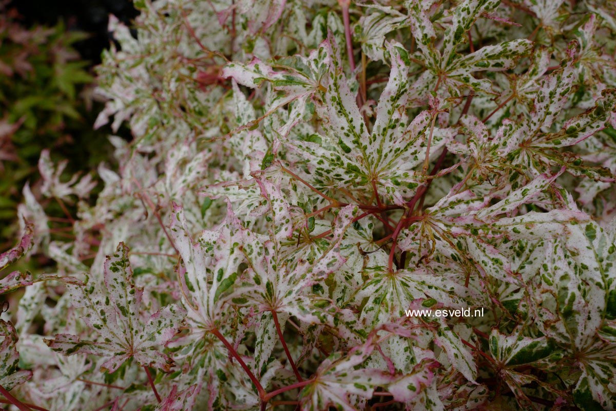 Acer palmatum 'Uki-gumo'