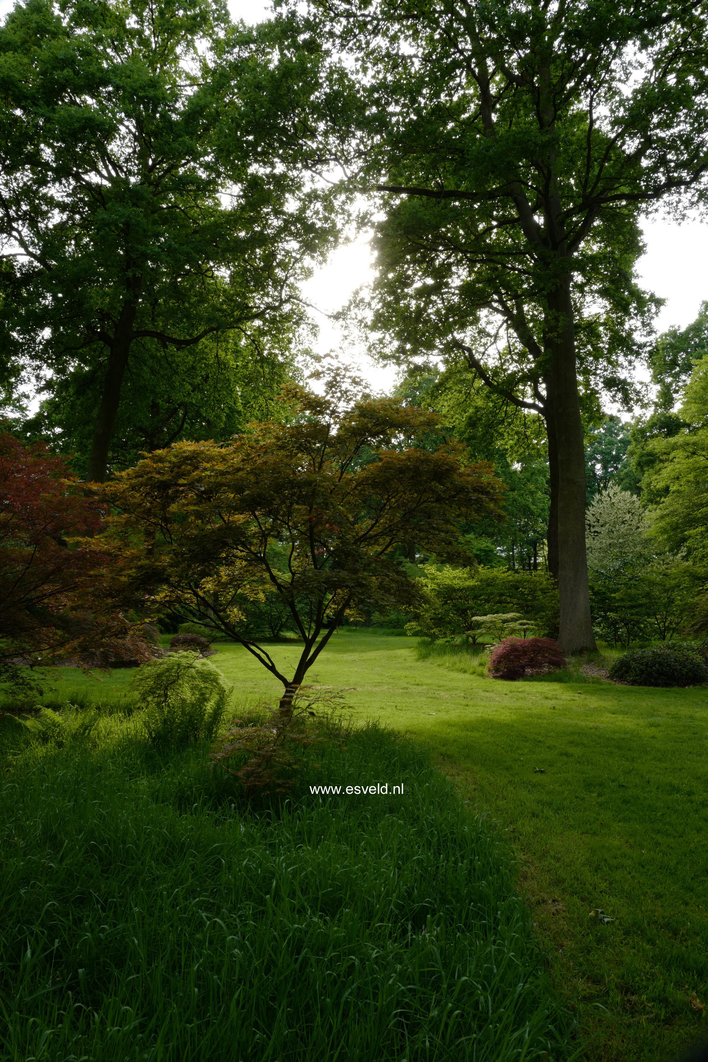 Acer palmatum 'Yugure'