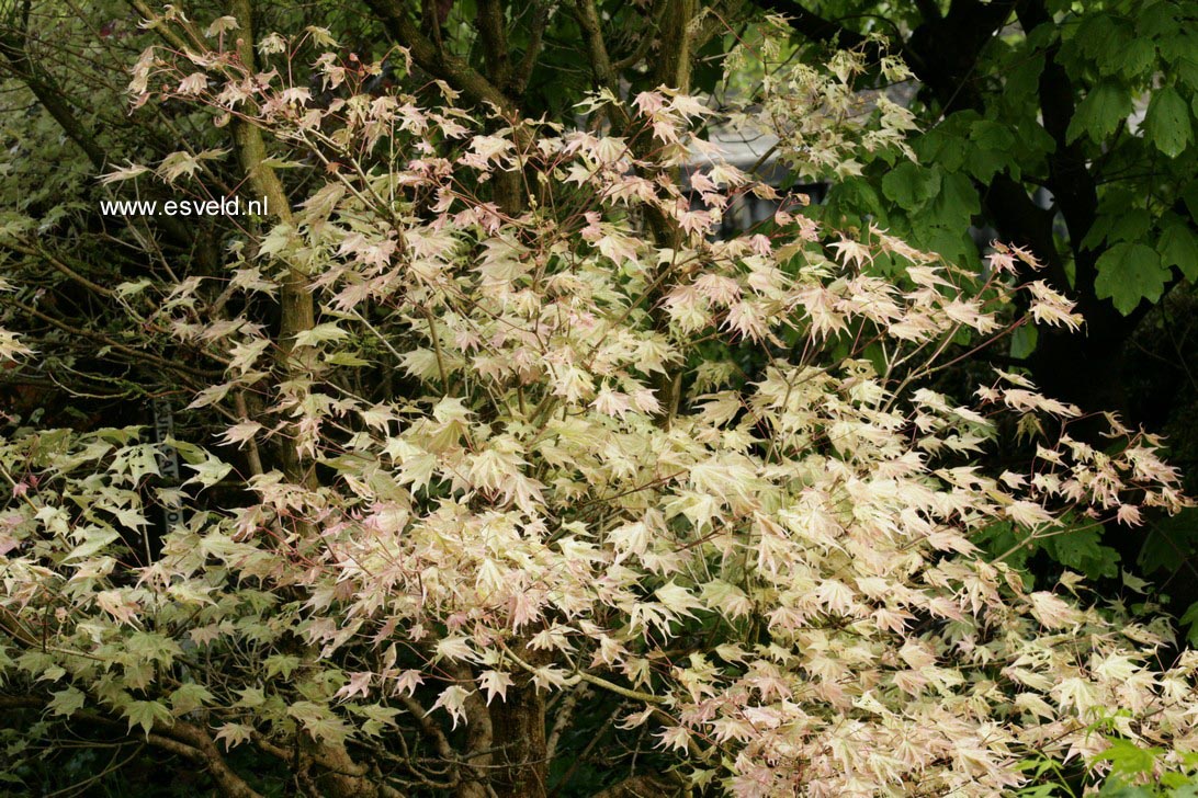 Acer pictum 'Usugumo'