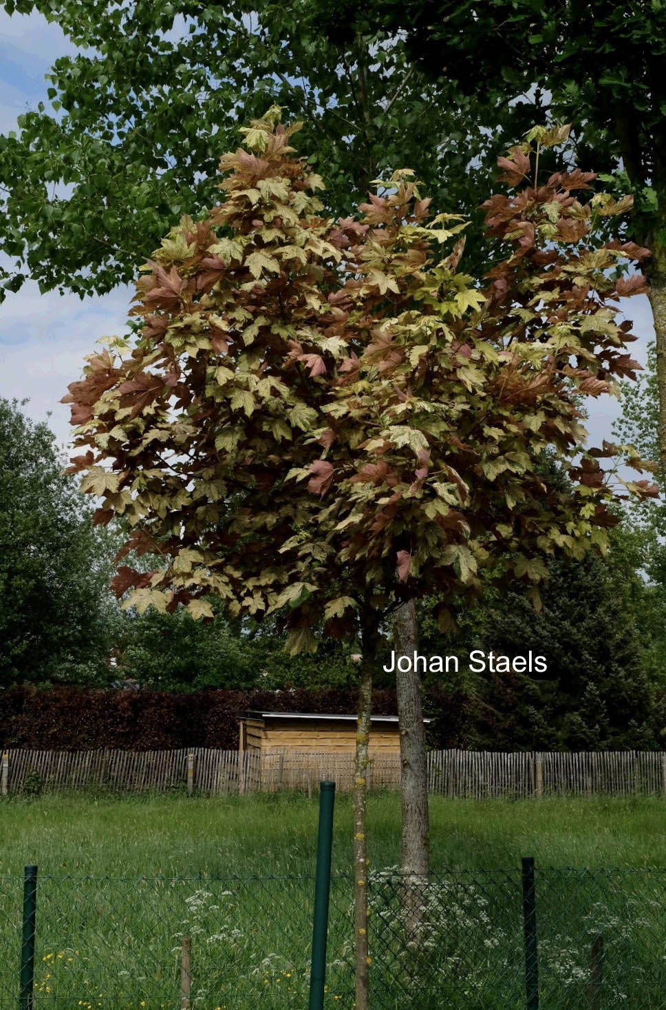 Acer pseudoplatanus 'Eskimo Sunset'