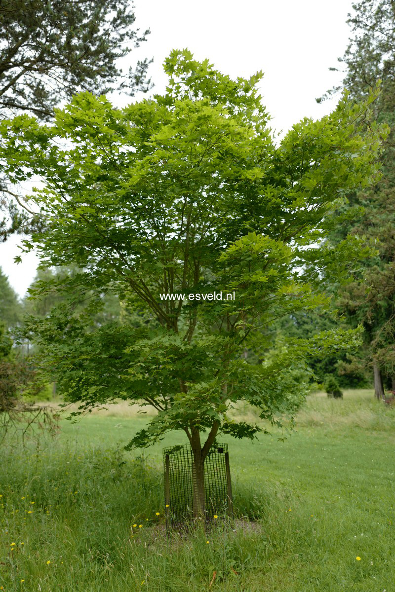 Acer robustum