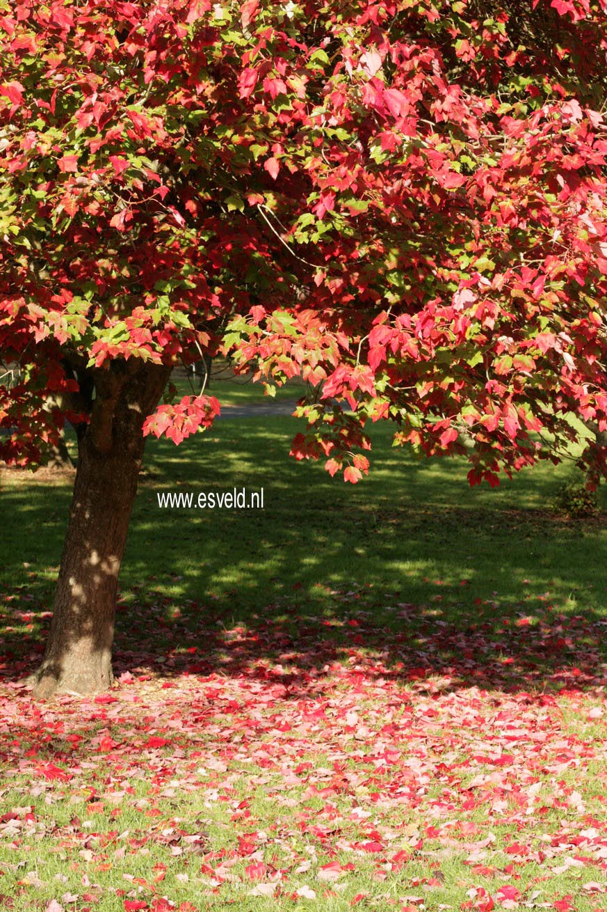 Acer rubrum 'Schlesingeri'