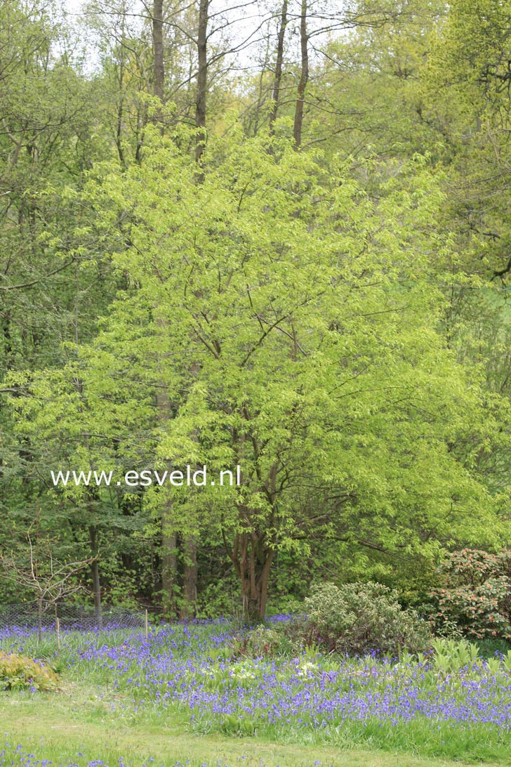 Acer tataricum ssp. ginnala