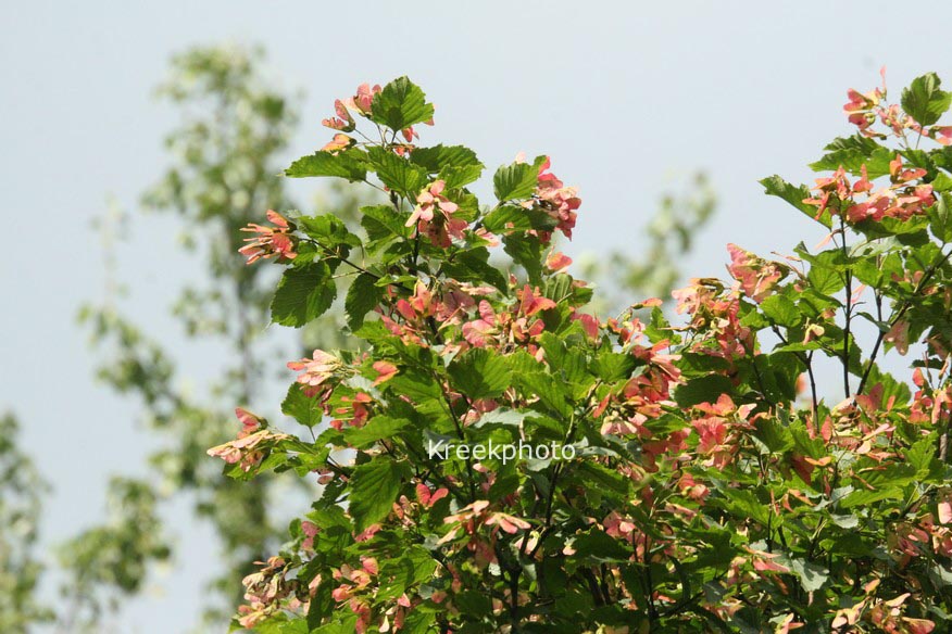 Acer tataricum