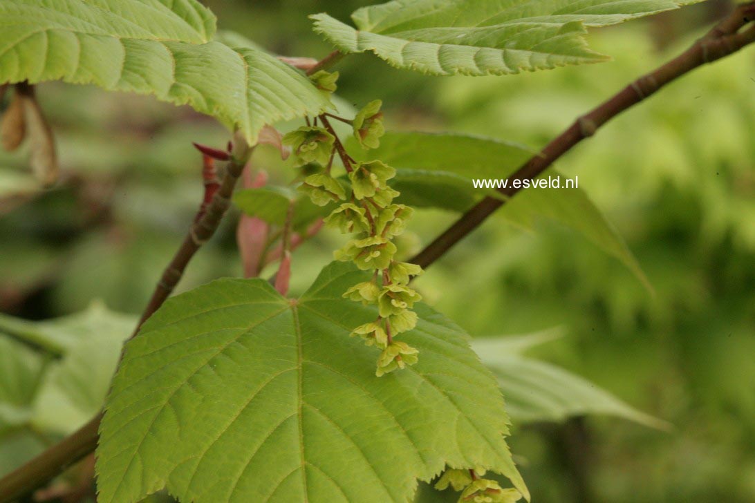 Acer tegmentosum 'White Tigress'