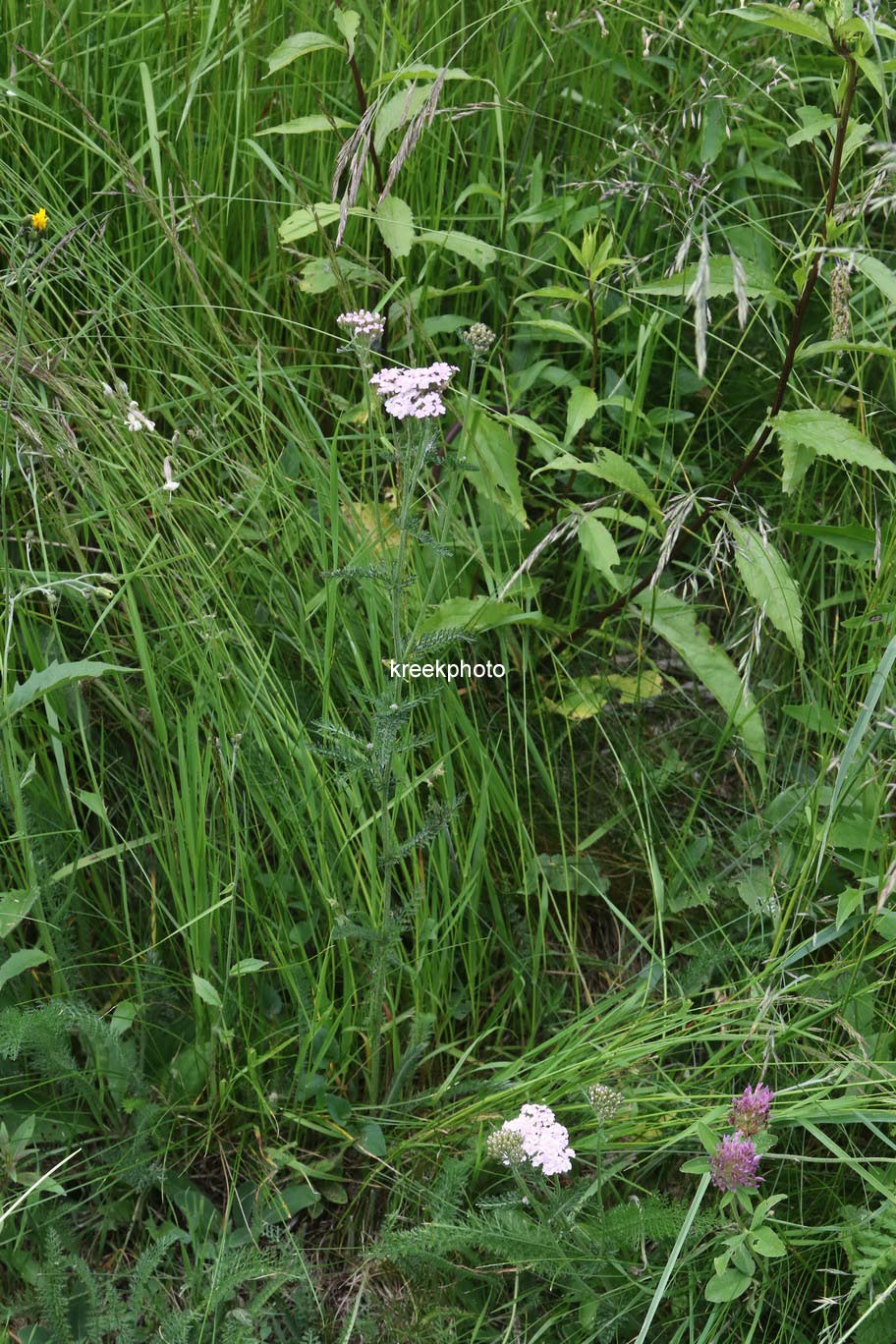 Achillea millefolium